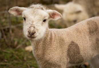 Naklejka premium Lamb