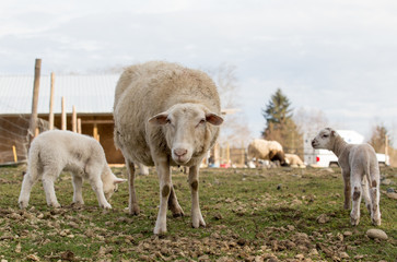 Ewe and Lambs