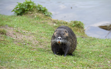 nutria an land
