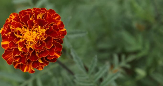 Micro shot of the Flowers