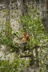 Fototapeta premium Male Proboscis Monkey feeding on Sonneratia mangrove tree leaves, Bako National Park, Sarawak Borneo Malaysia.