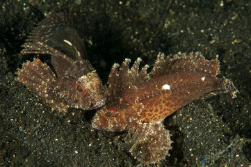 Longspine waspfishes, Paracentropogon longispinus, Sulawesi Indonesia.