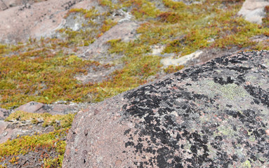 Closeup of moss-covered rock