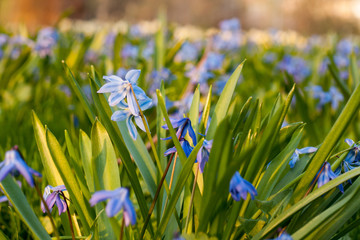 Blue Siberian squill flowers blooming in a park in spring at sunset
