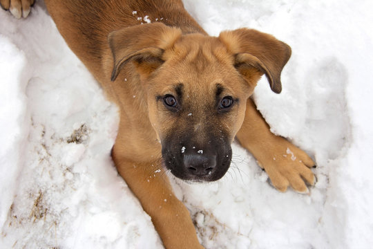Playful German Shepherd Puppy