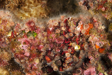 Fototapeta na wymiar Hard coral, Cladocora caespitosa, Sarıgerme Fethiye Turkey