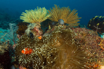 Coral reef scene and spine cheek anemonefishes, Raja Ampat Indonesia