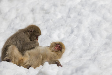 雪の中で毛づくろいをする猿の夫婦　その２