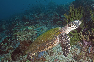 Obraz na płótnie Canvas Hawksbill turtle, Eretmochelys imbricata, Komodo Indonesia
