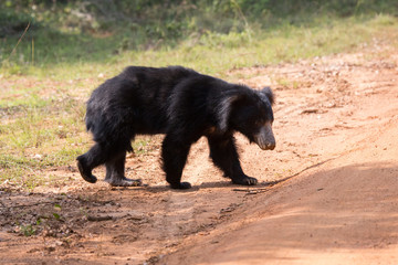 Lippenb&auml;r in Sri Lanka.