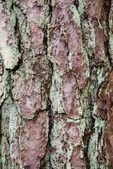 Old Tree Bark Close Up View