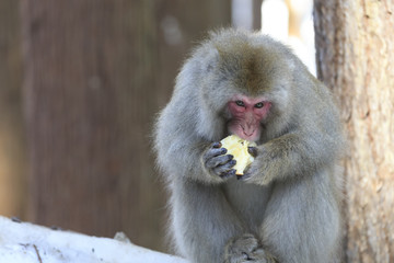 雪の中でリンゴを齧る猿　その１