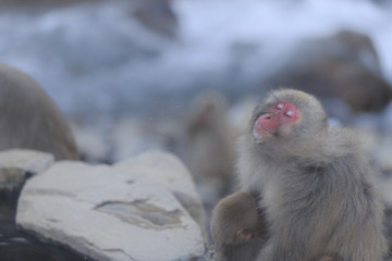 湯に顔を浸けた後気持ちよさそうに顔を振る猿