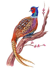 Pheasant on a flowering tree, watercolor illustration.