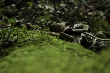 Dead Leaves
