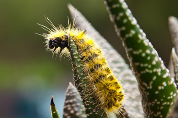 Yellow caterpillar on aloe plant