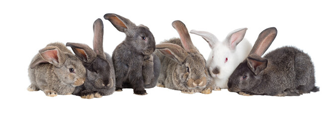 Group of rabbits, Flemish Giant is a breed of domestic rabbit on white background. A series of...