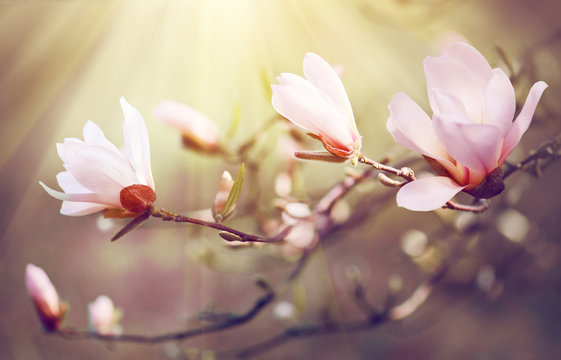 Fototapeta Spring magnolia blossom background. Beautiful nature scene with blooming magnolia