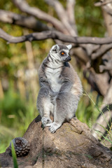 lemur sitting