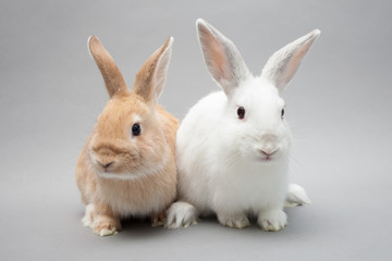 Two adorable little baby bunnies in a solid background gazing in the camera