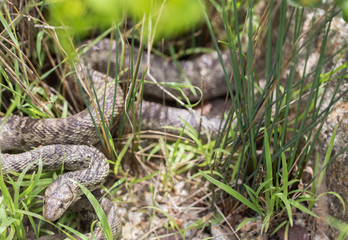 Pacific Gopher Snake (Pituophis catenifer catenifer) looking with cautious. Santa Cruz, California, USA.