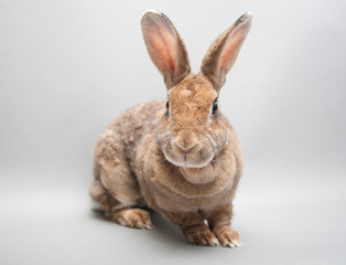 Adorable red rabbit with huge ears on a white background