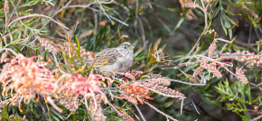 Golden-crowned Sparrow - Zonotrichia atricapilla. Sparrow eating seeds in Santa Cruz of California, USA.