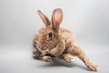 Fast running bunny rabbit on a seamless light background