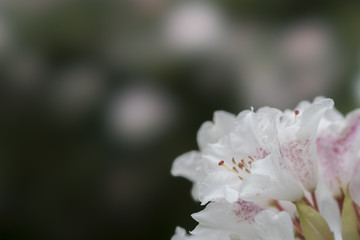 白いシャクナゲの花