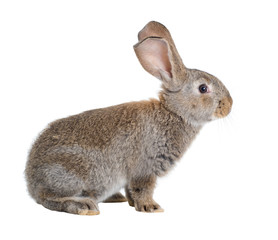 The Flemish Giant is a breed of domestic rabbit on white background. A series of images