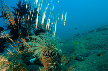 Razorfishes, Aeoliscus strigatus, Bali Indonesia.