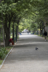 path in botanical garden with birds and trees