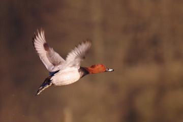 Obraz premium Fuligule milouin au vol