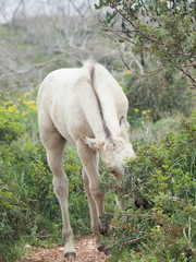 Obraz na płótnie Canvas grazing half-wild cream foal. Israel