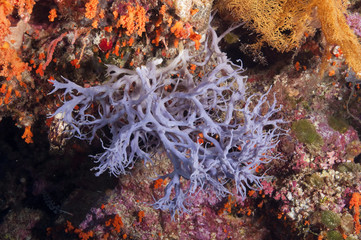 Obraz na płótnie Canvas Colorful sponges and other invertebrates from the reef of Sulawesi Indonesia