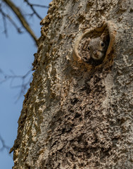 Fototapeta premium Squirrel Peaking out of Hole in Treetrunk