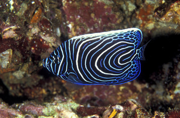 Juvenile emperor angelfish, Pomacanthus emperator, Similan Islands Thailand