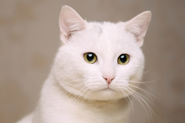 Portrait of white domestic cat