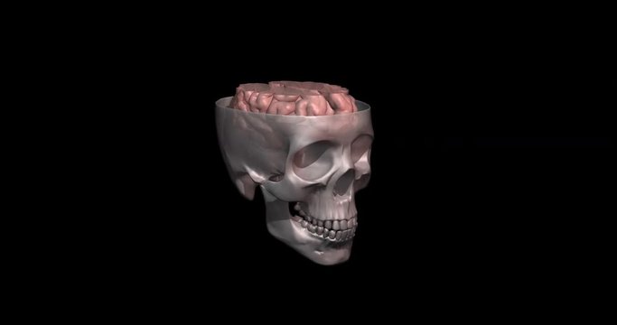 Human skull and brain cross section slice through. Top cut.3d animation