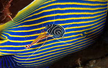 Adult emperor angelfish, Pomacanthus imperator, being cleaned by cleaner shrimps, Lysmata amboinensis, and a juvenile emperor angelfish swimming close by, Bali Indonesia.