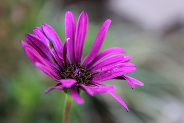 Purple Flower