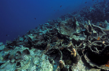 Dead corals after serious bleaching due from El Nino, Coron Island Philippines. © anemone
