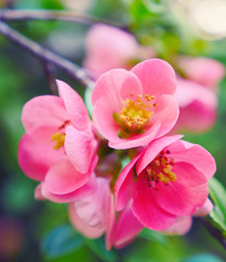 Pink flowers blooming in springtime. Macro scene of blooming pink tree against green leaves background.	