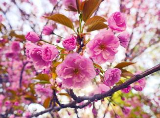 Sakura spring flowers. Spring blossom background. Beautiful nature scene with blooming sakura tree. Japanese garden. Sunny day. Abstract blurred background