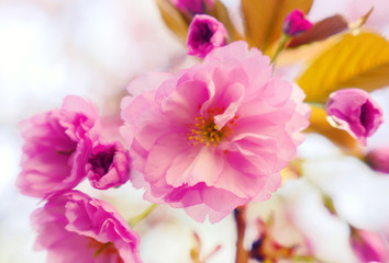 Fototapeta na wymiar Sakura spring flowers. Spring blossom background. Beautiful nature scene with blooming sakura tree. Japanese garden. Sunny day. Abstract blurred background