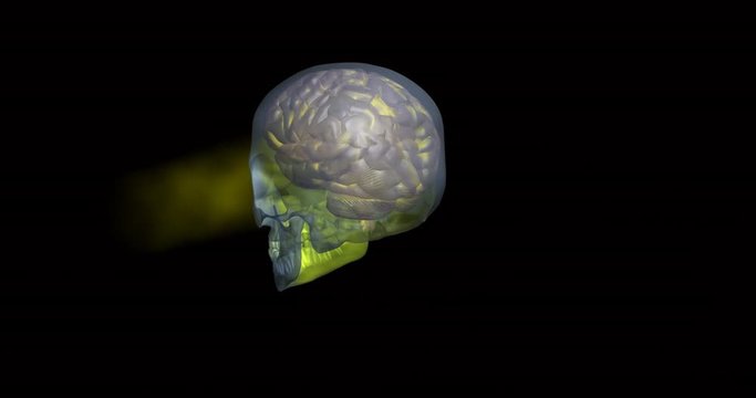 Rotating transparent human skull and brain. Looping 3d animation. Glow occurring inside of brain area and emanating from eye sockets.