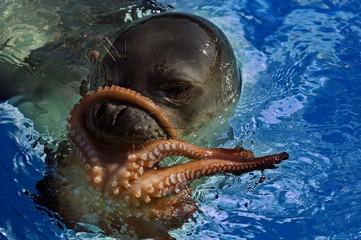 Mediterranean Monk Seal, Monachus monachus, with an octopus catch, Foca Izmir Turkey..