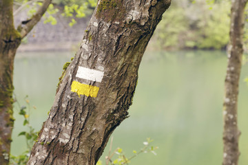 White and yellow marks of a Medium Distance Walking Route (MR) on the trunk of a tree. You are going in the right direction!. Photo taken in the Basque Country, Spain.
