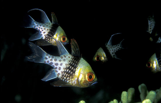 Pajama cardinalfish, Sphaeramia nematoptera, Coron Island, Philippines.