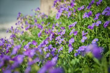 Violet expanse in springtime